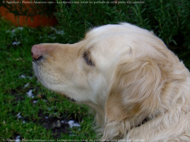 Photo de Golden retriever