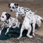 Photo de Dalmatien