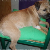 Photo de Border terrier