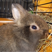 Photo de Lapin