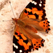 Photo de Papillon