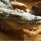 Photo de Crocodile