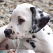 Photo de Dalmatien