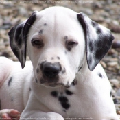 Photo de Dalmatien