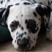 Photo de Dalmatien