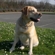 Photo de Labrador retriever