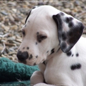 Photo de Dalmatien