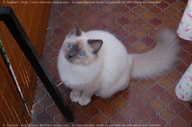 Photo de Sacr de birmanie