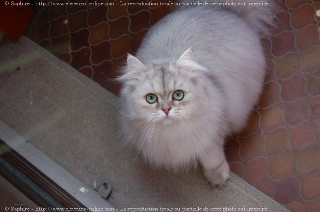 Photo de British longhair