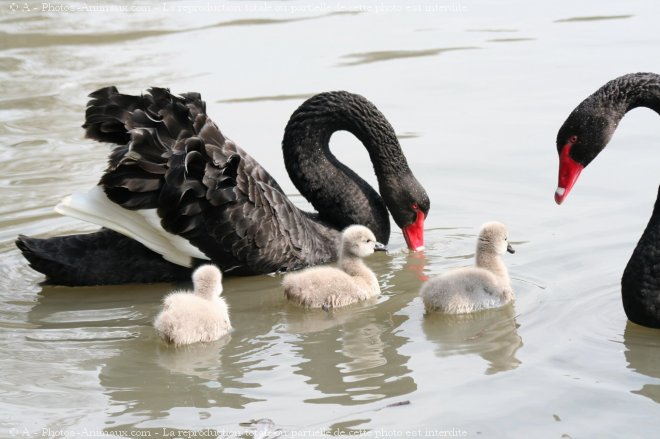 Photo de Cygne