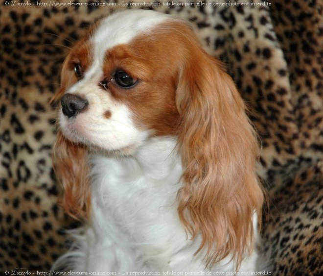 Photo de Cavalier king charles spaniel