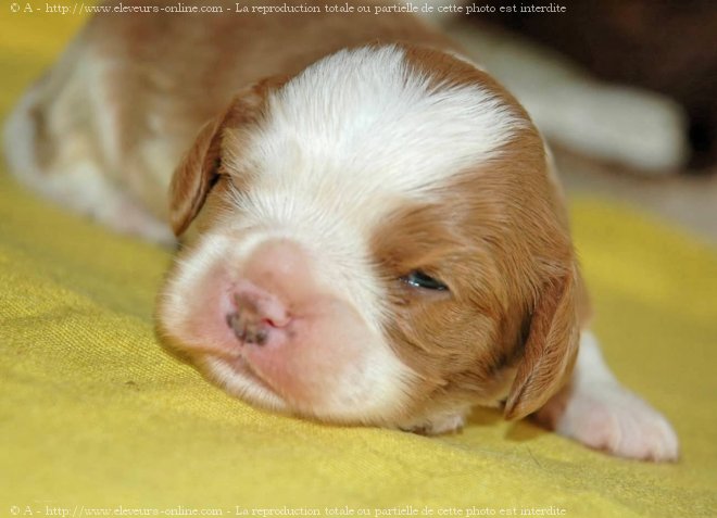 Photo de Cavalier king charles spaniel