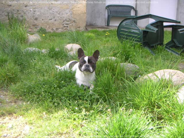 Photo de Bouledogue franais