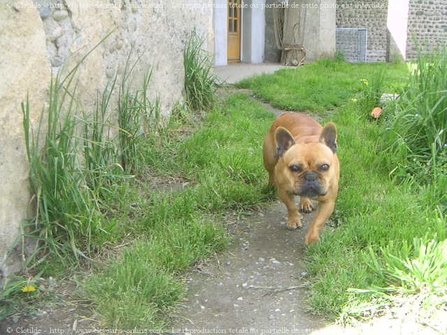 Photo de Bouledogue franais