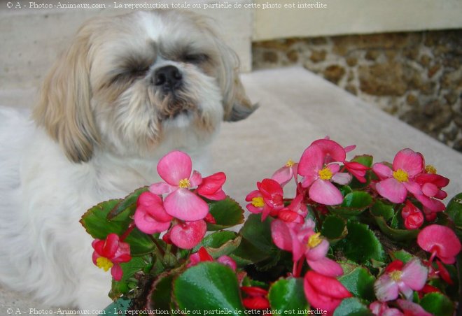 Photo de Shih tzu