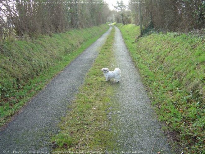 Photo de Shih tzu