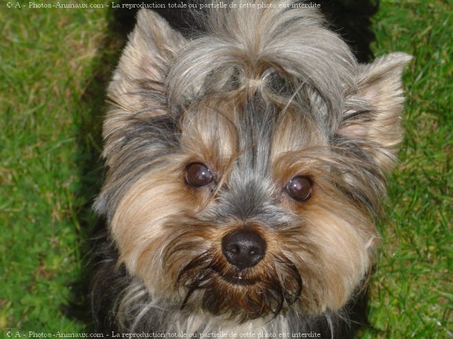 Photo de Yorkshire terrier