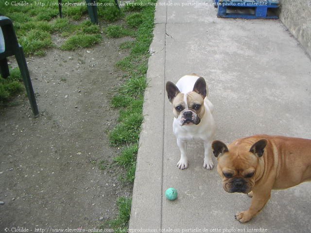 Photo de Bouledogue franais