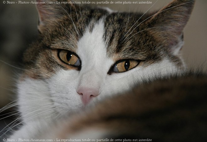 Photo de Chat domestique