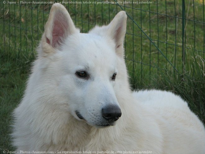 Photo de Berger blanc suisse