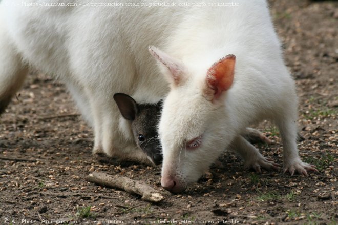 Photo de Wallaby