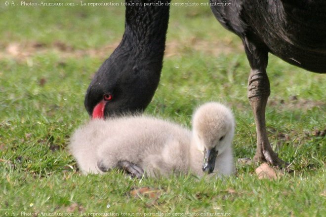 Photo de Cygne