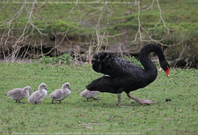 Photo de Cygne