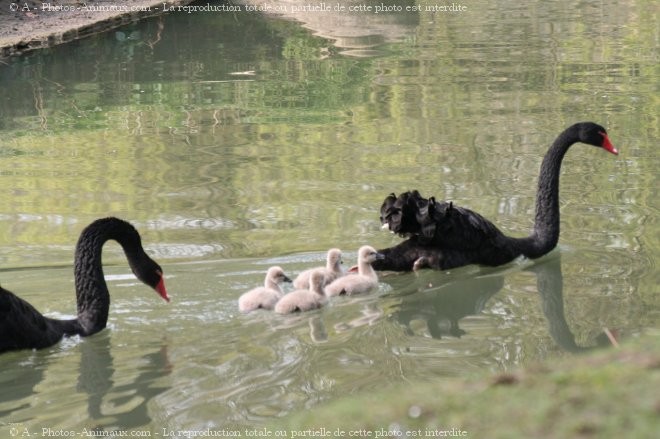 Photo de Cygne