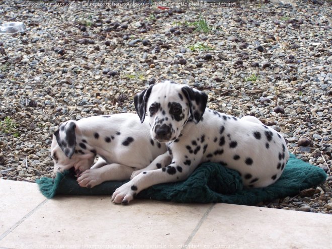 Photo de Dalmatien