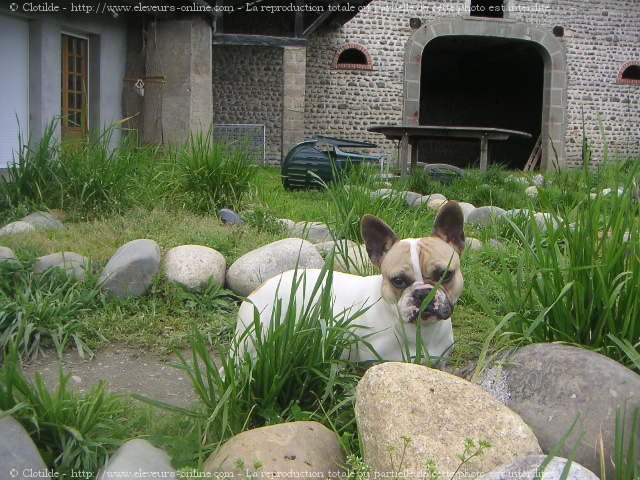 Photo de Bouledogue franais