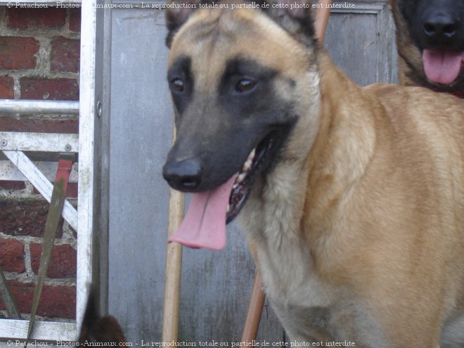 Photo de Berger belge malinois