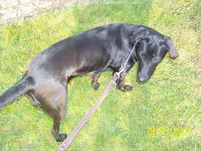 Photo de Labrador retriever