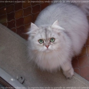 Photo de British longhair