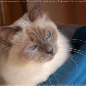 Photo de Sacr de birmanie