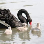 Photo de Cygne