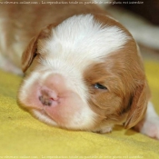 Photo de Cavalier king charles spaniel