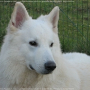 Photo de Berger blanc suisse