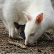 Photo de Wallaby