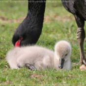 Photo de Cygne