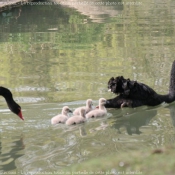 Photo de Cygne