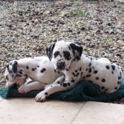 Photo de Dalmatien