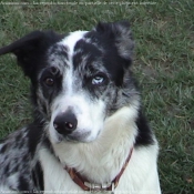 Photo de Border collie