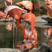 Photo de Flamand rose