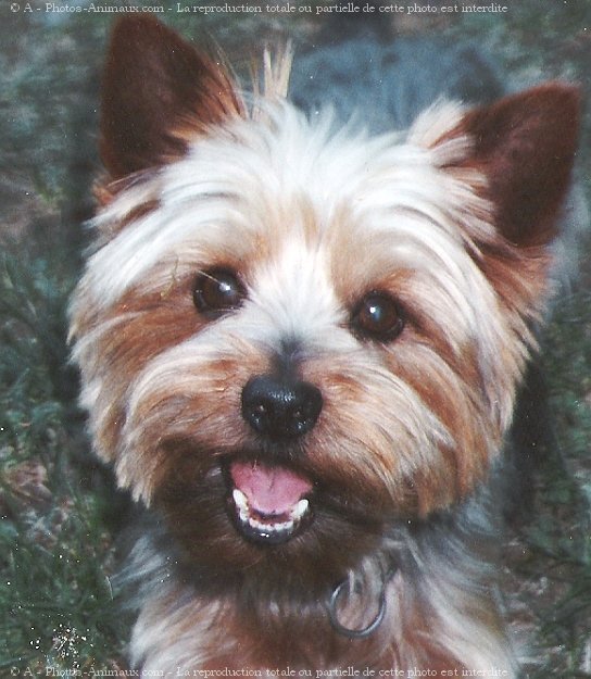 Photo de Yorkshire terrier