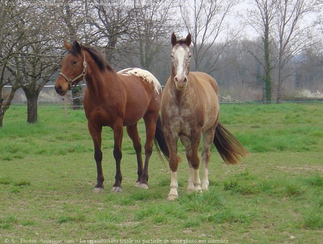 Photo d'Appaloosa