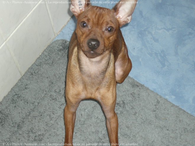 Photo de Pinscher nain