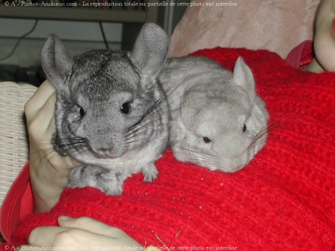 Photo de Chinchilla