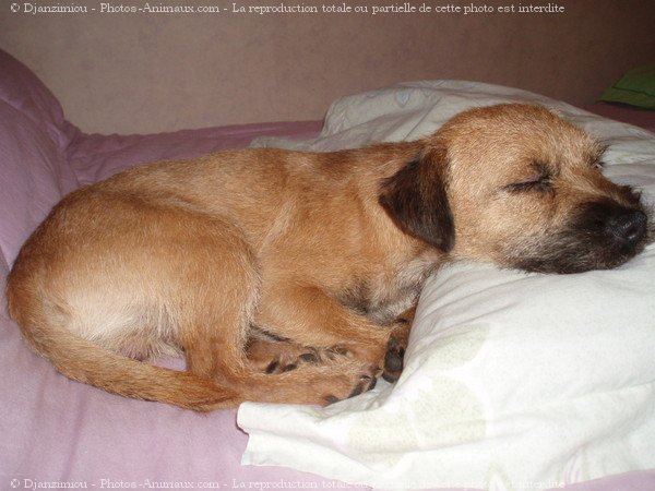 Photo de Border terrier