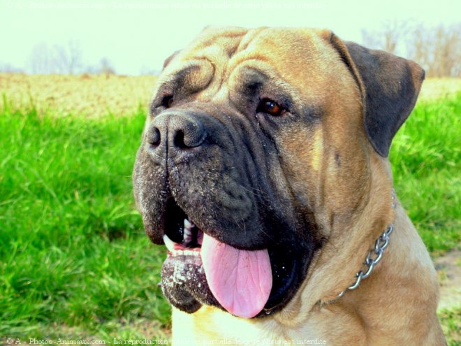 Photo de Bullmastiff