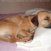 Photo de Border terrier